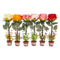 Kugelschreiber mit Rosen-Design im Blumentopf (Gelb/Orange/Rosa/Pink/Rot)